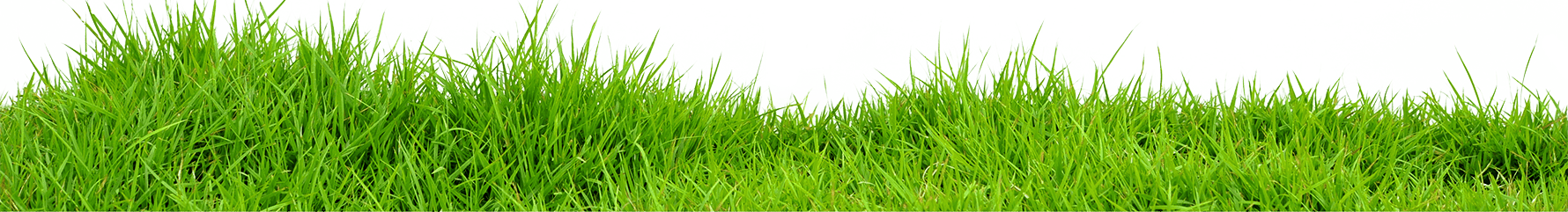 Fresh Turf Landscaping Grass